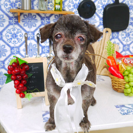 【山手店】2021年7月26日のワンちゃん達♪