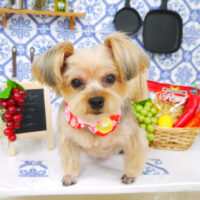 【山手店】2021年7月28日のワンちゃん達♪