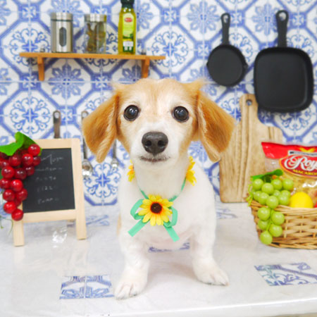 【山手店】2021年7月29日のワンちゃん達♪