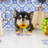 【山手店】2021年7月30日のワンちゃん達♪