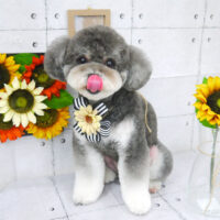 【山手店】2021年7月31日のワンちゃん達♪