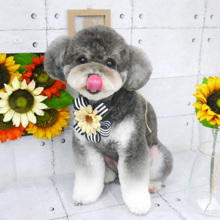 【山手店】2021年7月31日のワンちゃん達♪