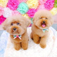 【池下店】2021年7月1日のワンちゃん達♪