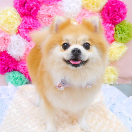 【池下店】2021年7月2日のワンちゃん達♪