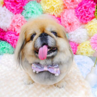 【池下店】2021年7月3日のワンちゃん達♪