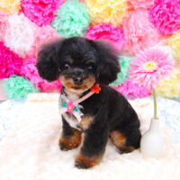 【池下店】2021年7月4日のワンちゃん達♪