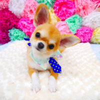 【池下店】2021年7月5日のワンちゃん達♪