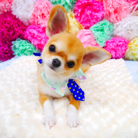 【池下店】2021年7月5日のワンちゃん達♪