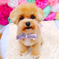 【池下店】2021年7月8日のワンちゃん達♪