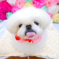 【池下店】2021年7月9日のワンちゃん達♪