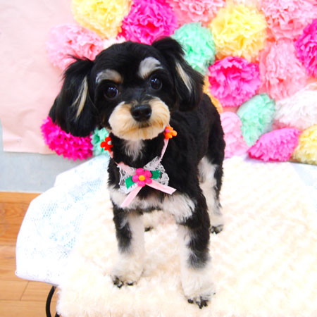 【池下店】2021年7月11日のワンちゃん達♪