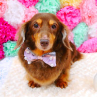 【池下店】2021年7月12日のワンちゃん達♪