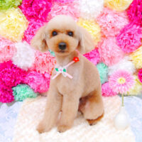 【池下店】2021年7月15日のワンちゃん達♪