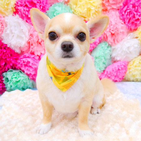 【池下店】2021年7月16日のワンちゃん達♪