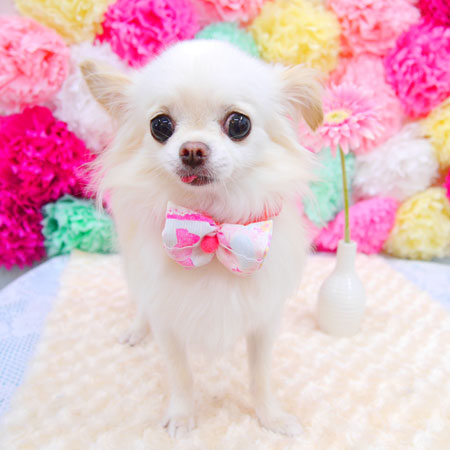 【池下店】2021年7月17日のワンちゃん達♪