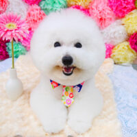 【池下店】2021年7月18日のワンちゃん達♪