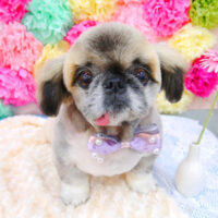 【池下店】2021年7月19日のワンちゃん達♪