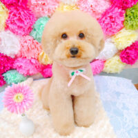 【池下店】2021年7月22日のワンちゃん達♪