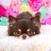 【池下店】2021年7月23日のワンちゃん達♪