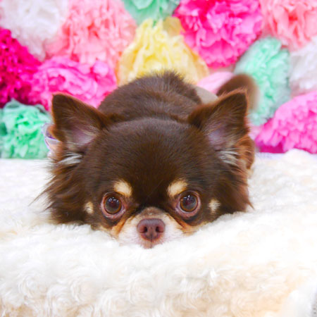 【池下店】2021年7月23日のワンちゃん達♪