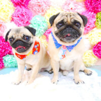 【池下店】2021年7月24日のワンちゃん達♪