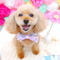 【池下店】2021年7月25日のワンちゃん達♪