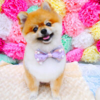 【池下店】2021年7月26日のワンちゃん達♪