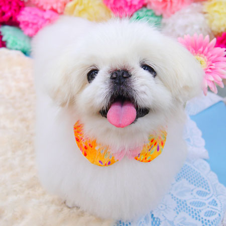 【池下店】2021年7月29日のワンちゃん達♪