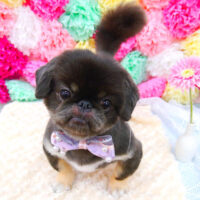 【池下店】2021年7月30日のワンちゃん達♪