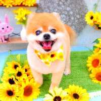 【池下店】2021年7月31日のワンちゃん達♪