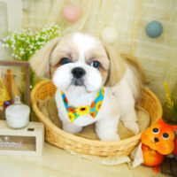 【本店】2021年8月8日のワンちゃん達♪