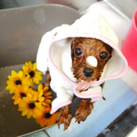 【本店】2021年8月9日のワンちゃん達♪