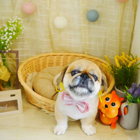 【本店】2021年8月12日のワンちゃん達♪