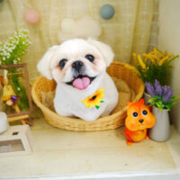 【本店】2021年8月14日のワンちゃん達♪