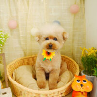 【本店】2021年8月19日のワンちゃん達♪