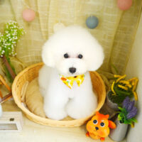 【本店】2021年8月20日のワンちゃん達♪