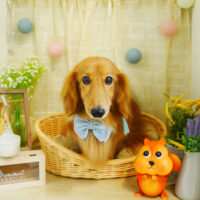 【本店】2021年8月21日のワンちゃん達♪