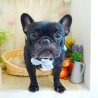 【本店】2021年8月22日のワンちゃん達♪