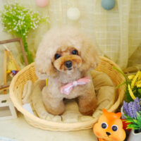 【本店】2021年8月23日のワンちゃん達♪