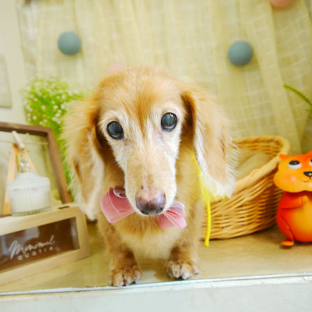 【本店】2021年8月25日のワンちゃん達♪