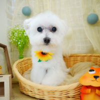 【本店】2021年8月26日のワンちゃん達♪