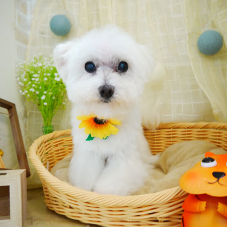 【本店】2021年8月26日のワンちゃん達♪