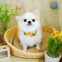 【本店】2021年8月28日のワンちゃん達♪