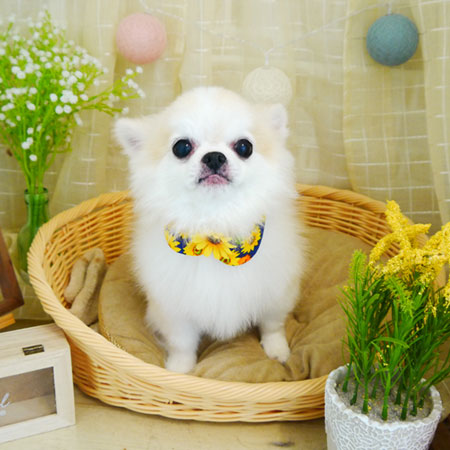 【本店】2021年8月28日のワンちゃん達♪