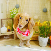 【本店】2021年8月29のワンちゃん達♪