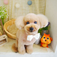 【本店】2021年8月30日のワンちゃん達♪