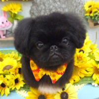 【池下店】2021年8月23日のワンちゃん達♪