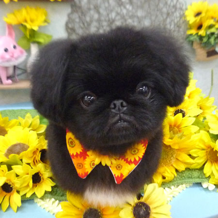 【池下店】2021年8月23日のワンちゃん達♪