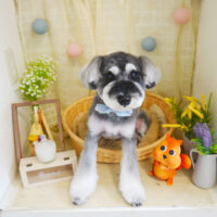 【本店】2021年8月1日のワンちゃん達♪