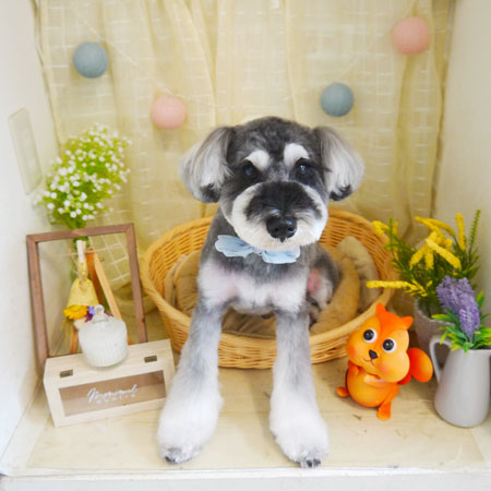 【本店】2021年8月1日のワンちゃん達♪